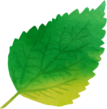 A watercolor of a green leaf